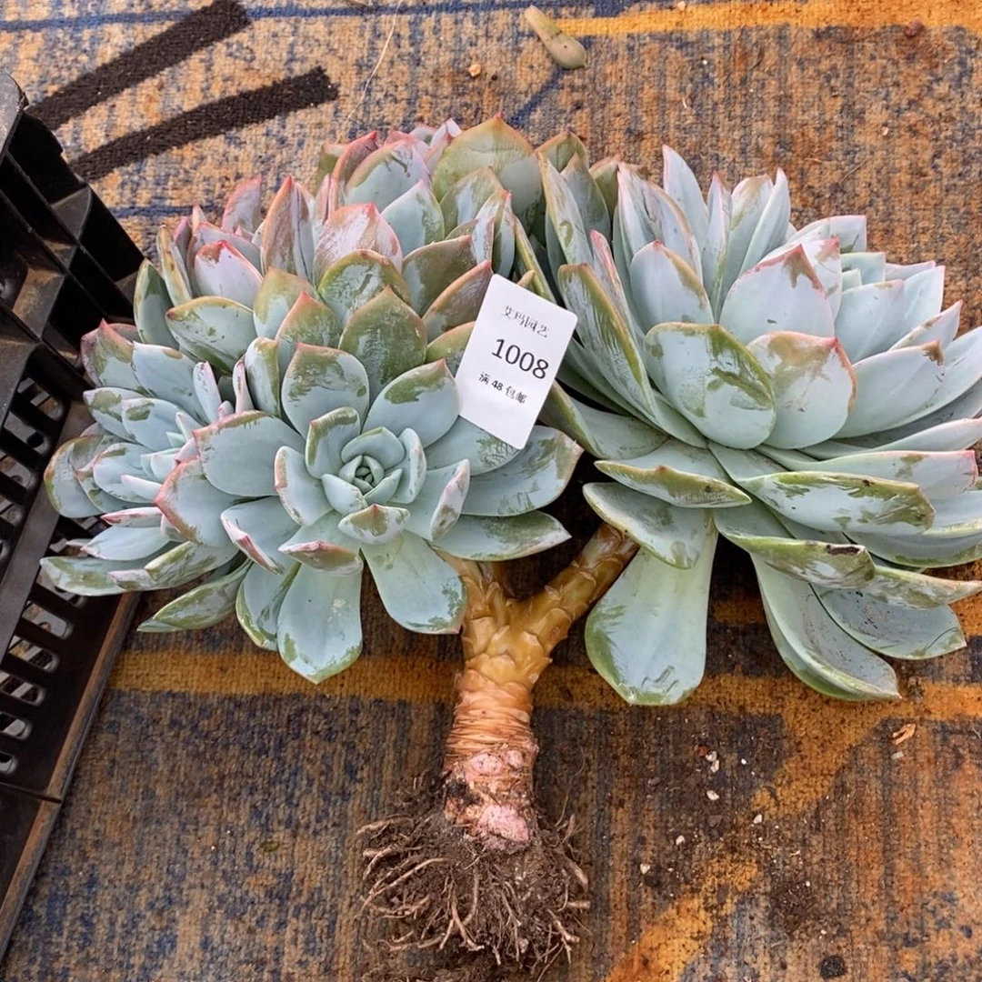 串***猫凤橙朵朵多肉多肉008