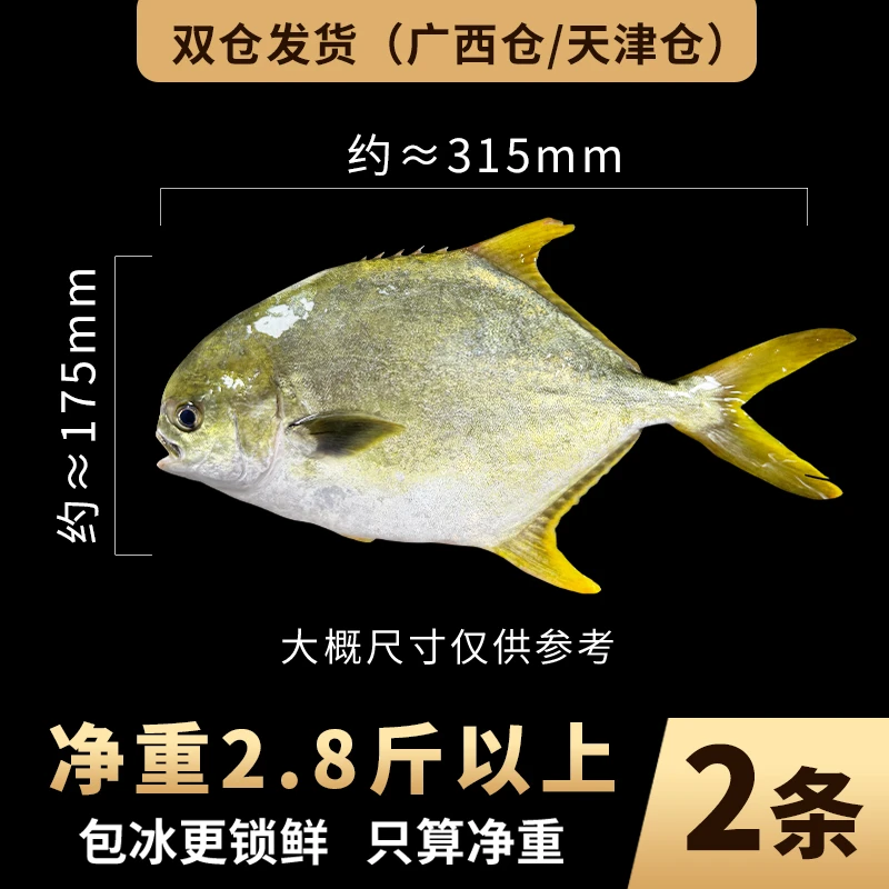 正宗大金鲳鱼2条2.8斤以上北部湾深海源产地鲜活海捕活鱼速冻