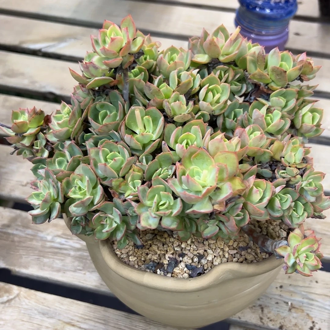 克里斯汀有伤48 零零多肉植物