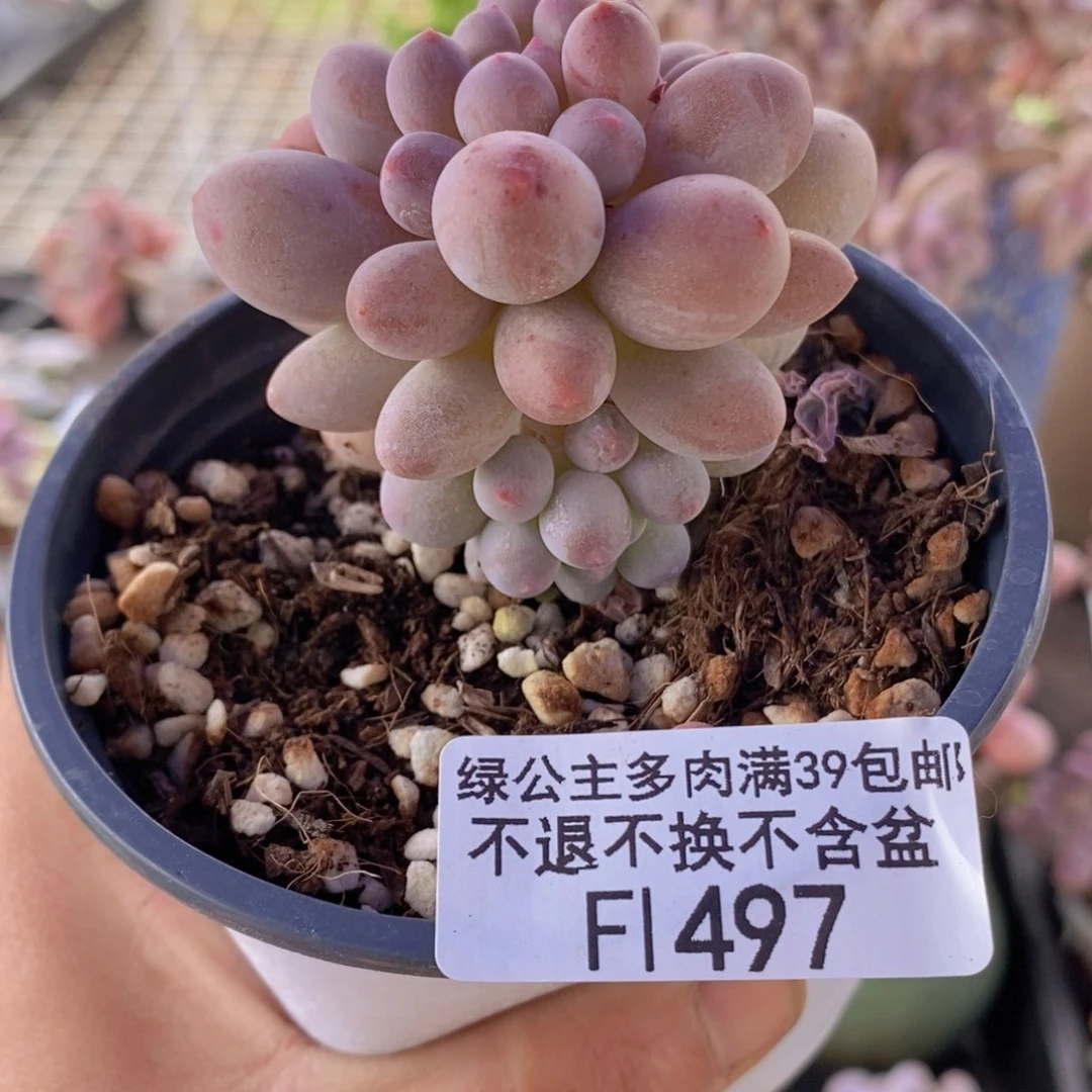 手指奶4cm497多肉植物