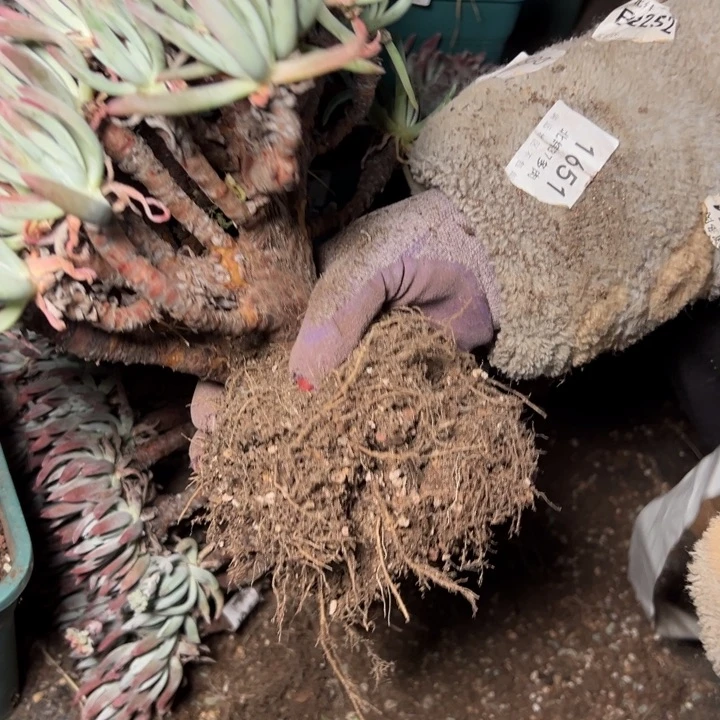 牛*1757哈哈哈哈哈哈多肉