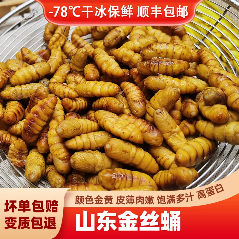 金丝蛹山东农家金丝蚕蛹桑蚕蛹新鲜冷冻可食用昆虫2斤4斤顺丰包邮火锅食材