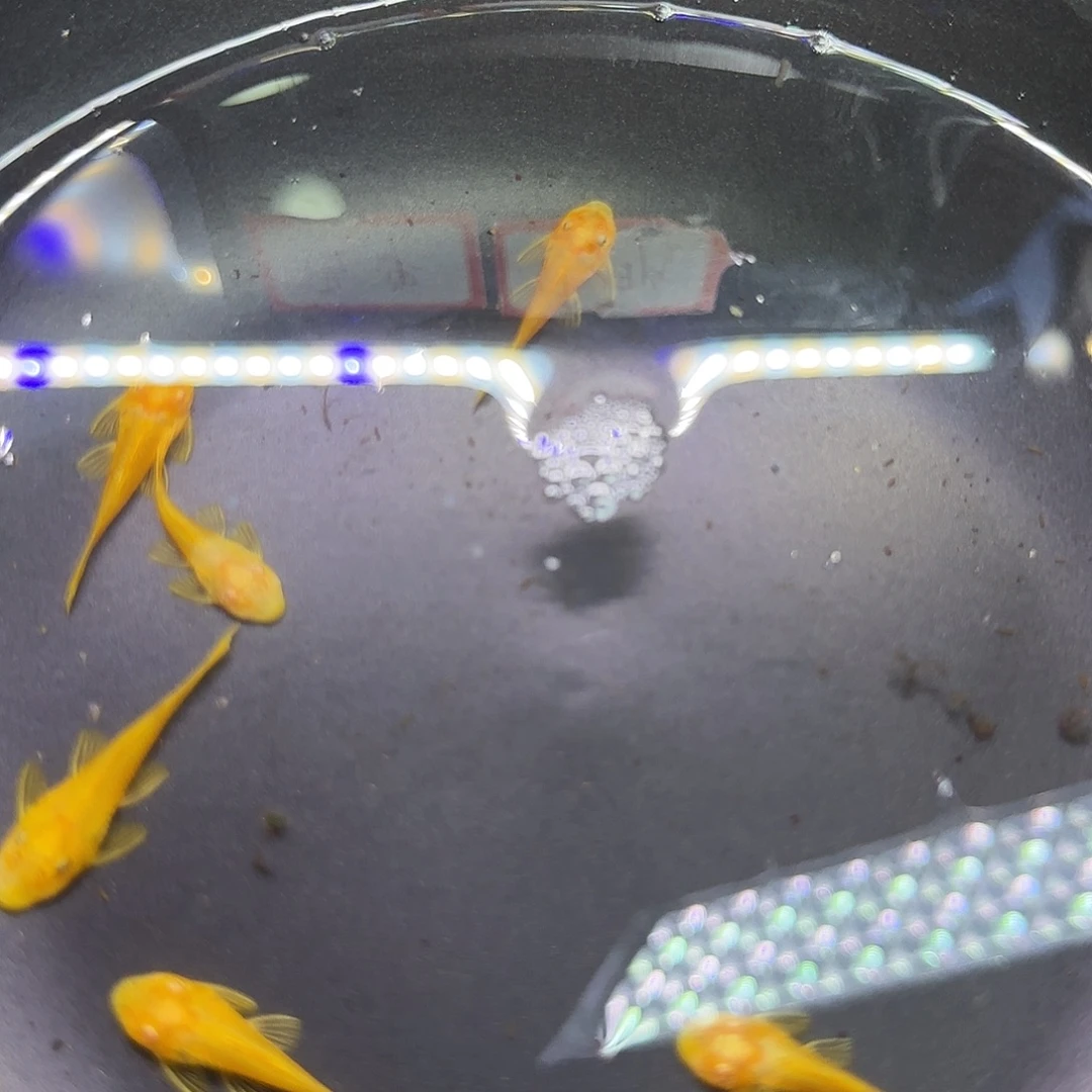 孔雀鱼黄金胡子六条