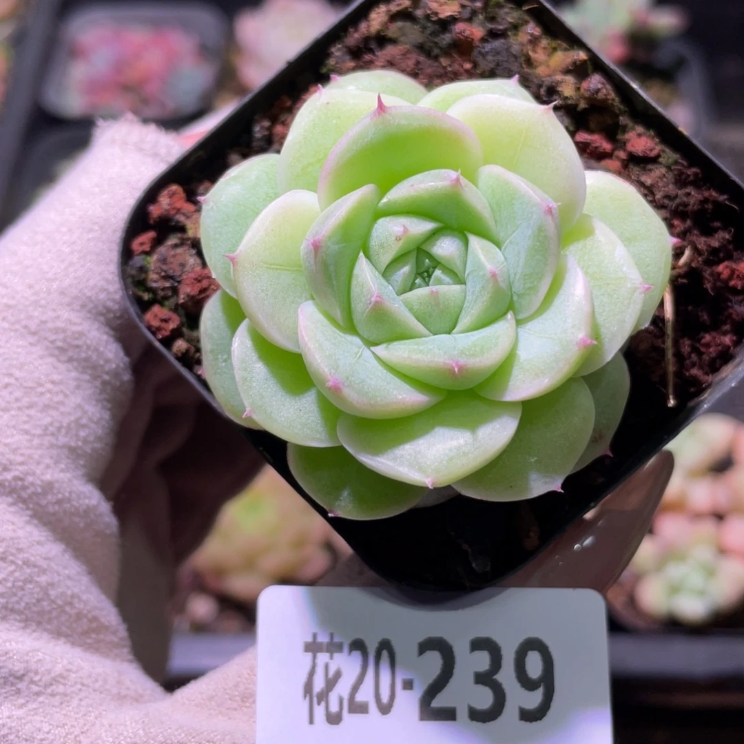 花利美20-239麦秆