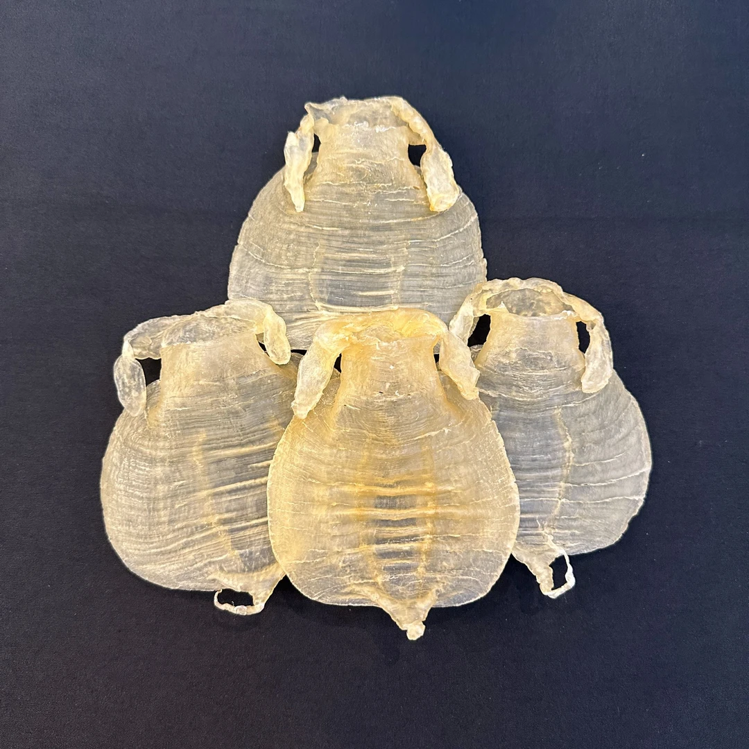 鱼胶花胶海产干货鱼胶鱼泡赤嘴鱼胶金兰鱼胶母胶可买多少称多少