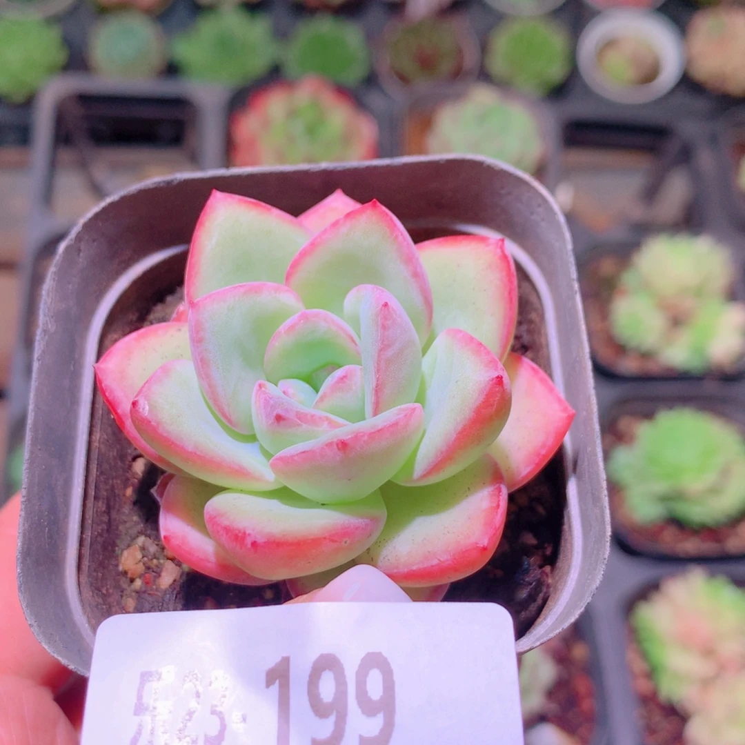 乐然23-199 草莓泡芙