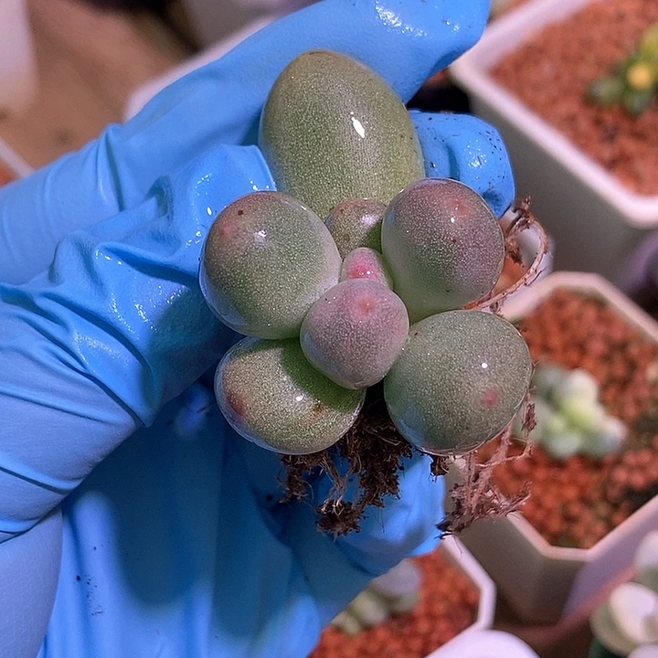 米可奶酪锦多肉植物