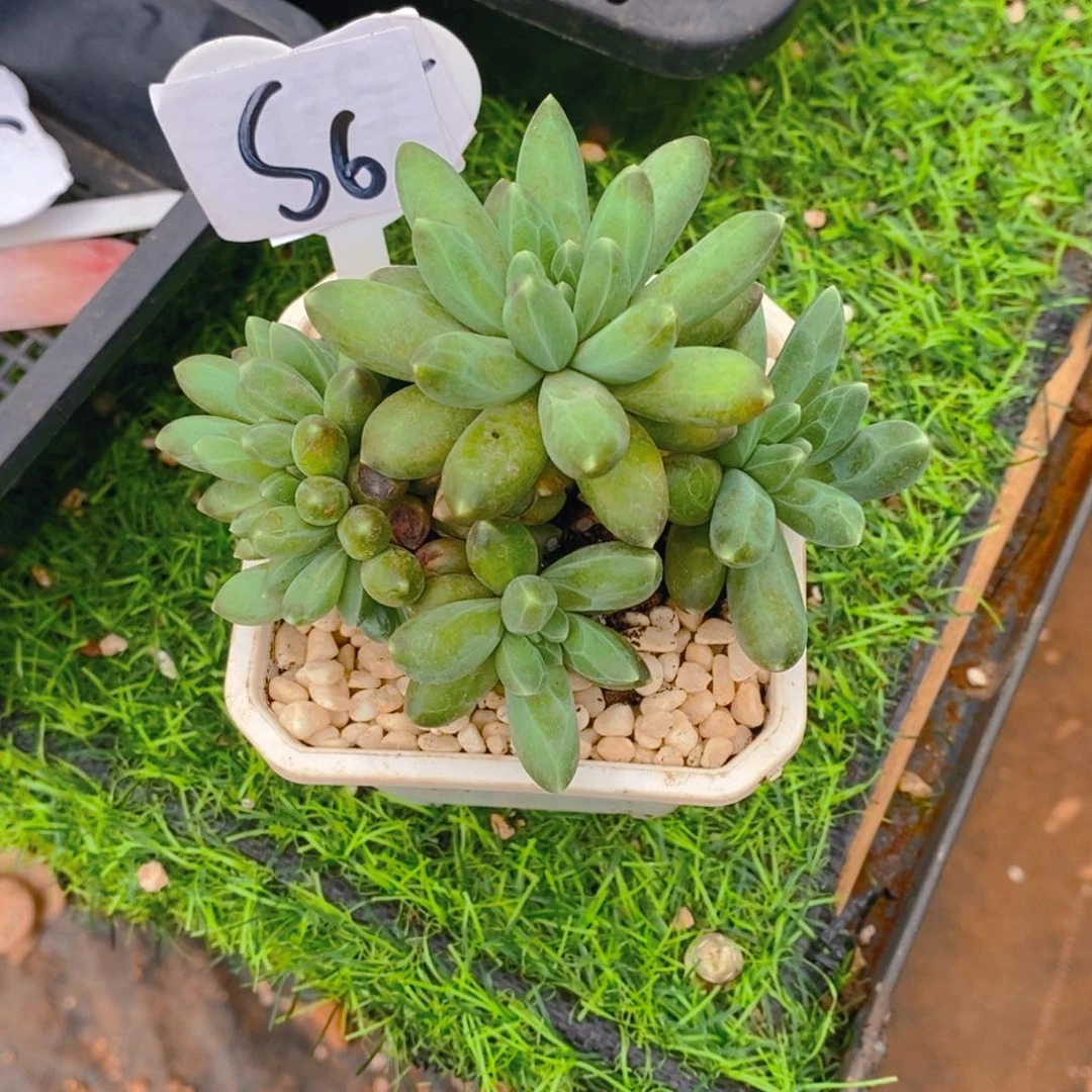 野**尘千代田群带微缀头