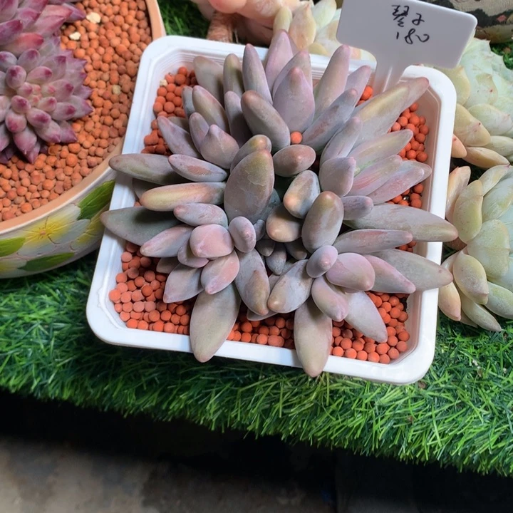 企鹅老桩多肉发货