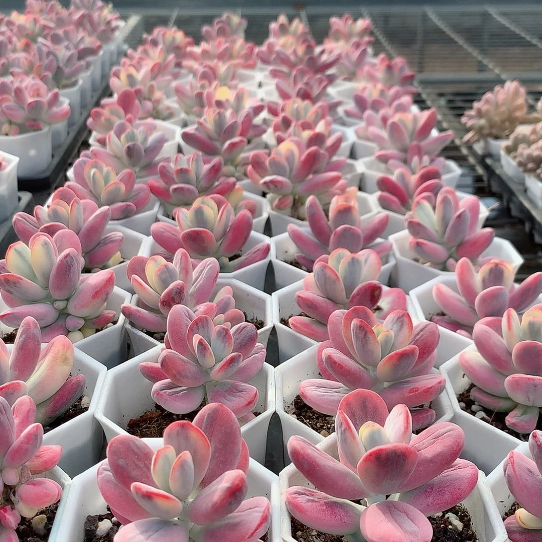 单头乒乓福娘锦4474588887777888