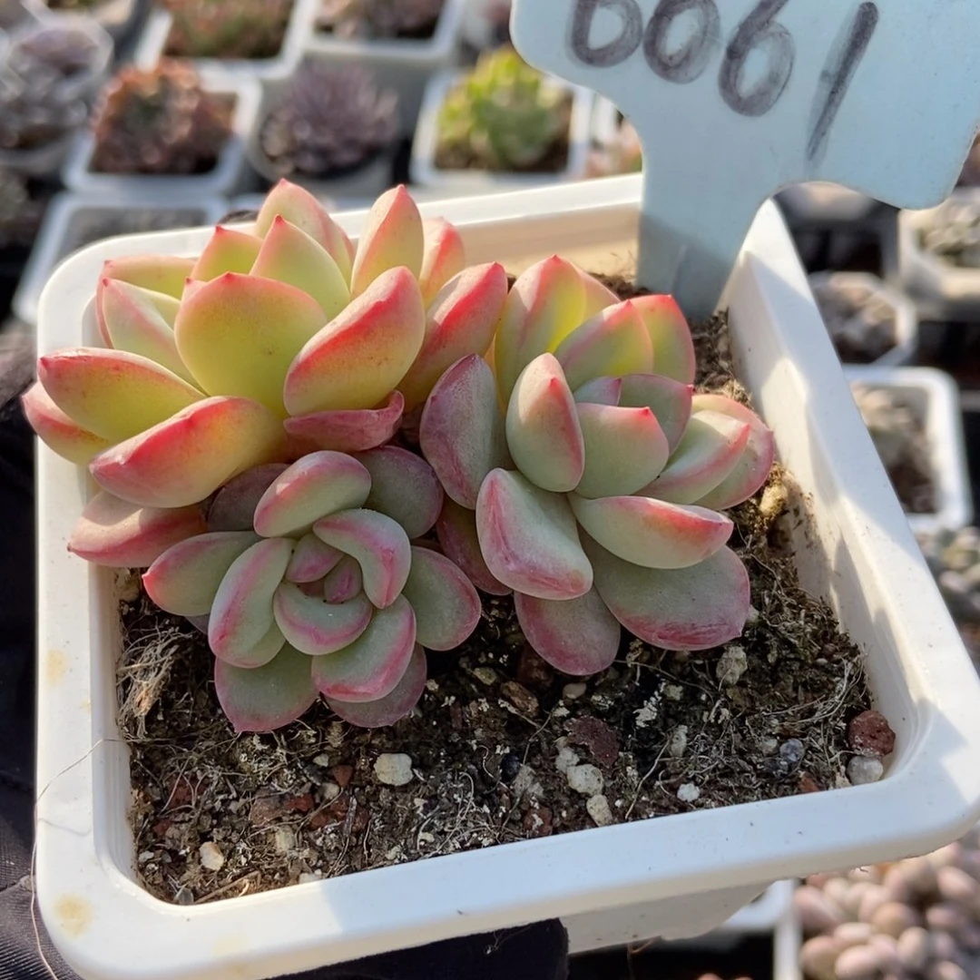 6061泡芙多肉植物