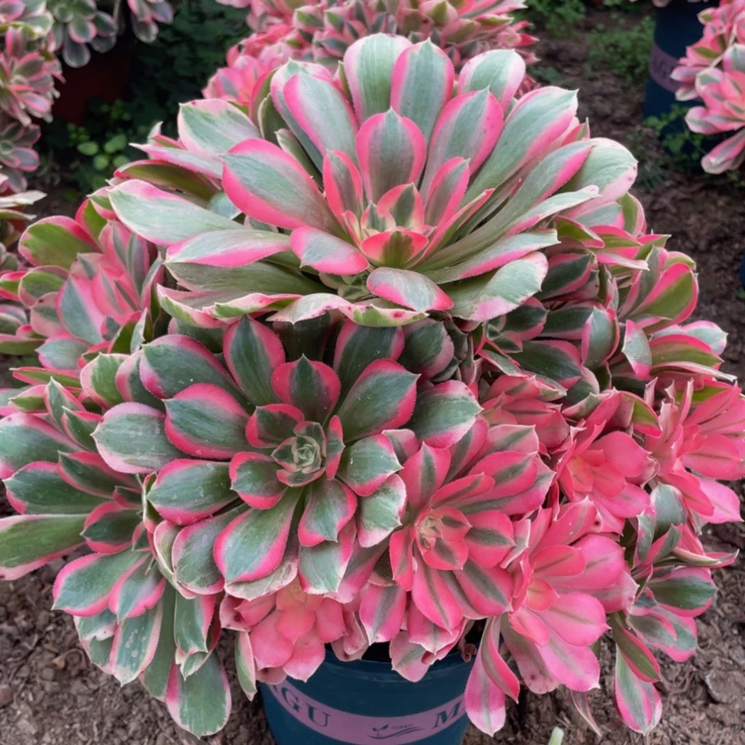 340七彩石精品法师老桩