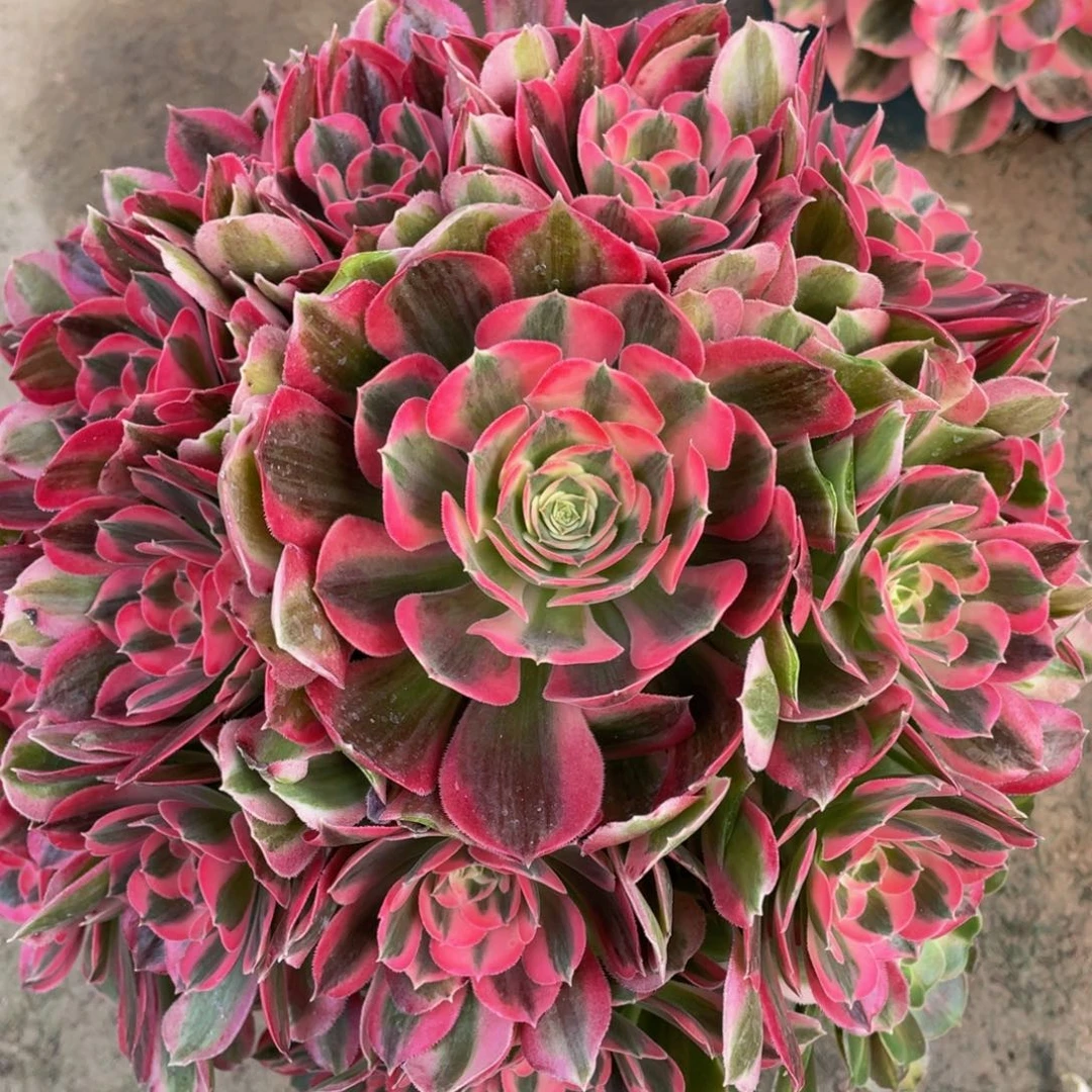 932粉女郎精品法师多肉