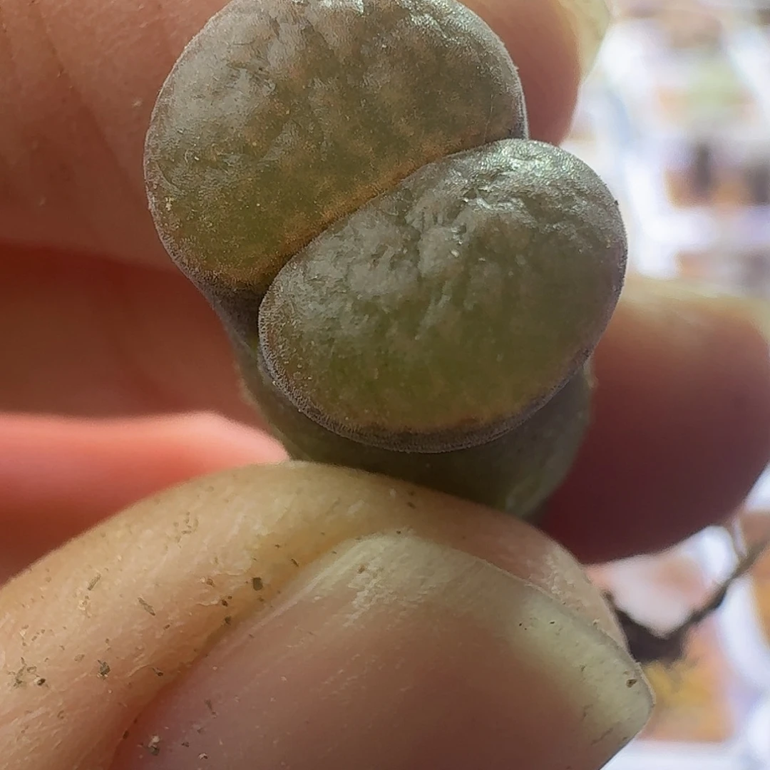 2号单头超级蛋糕风铃1.1