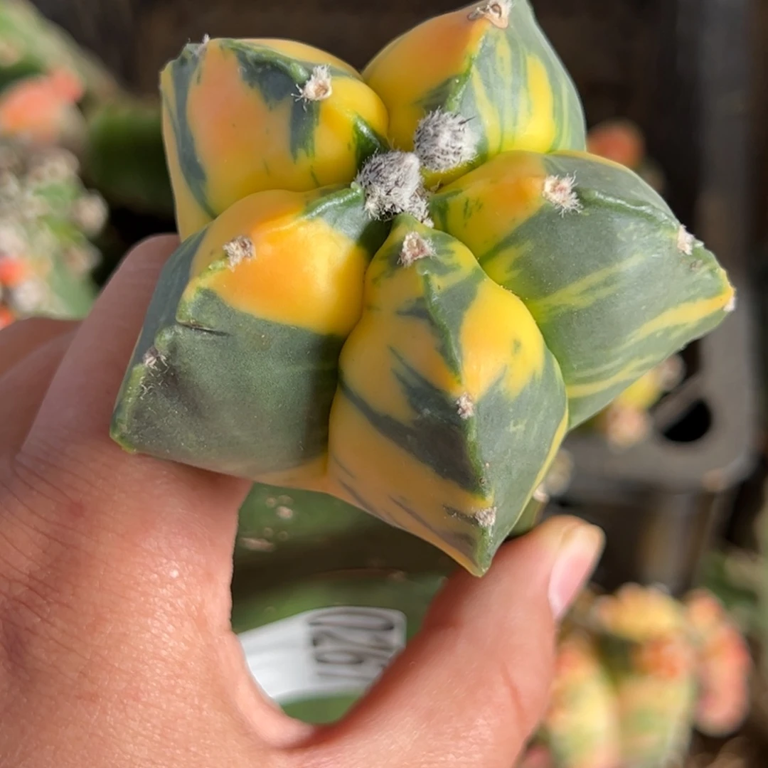 酸***哥散斑鸾锦仙人球267