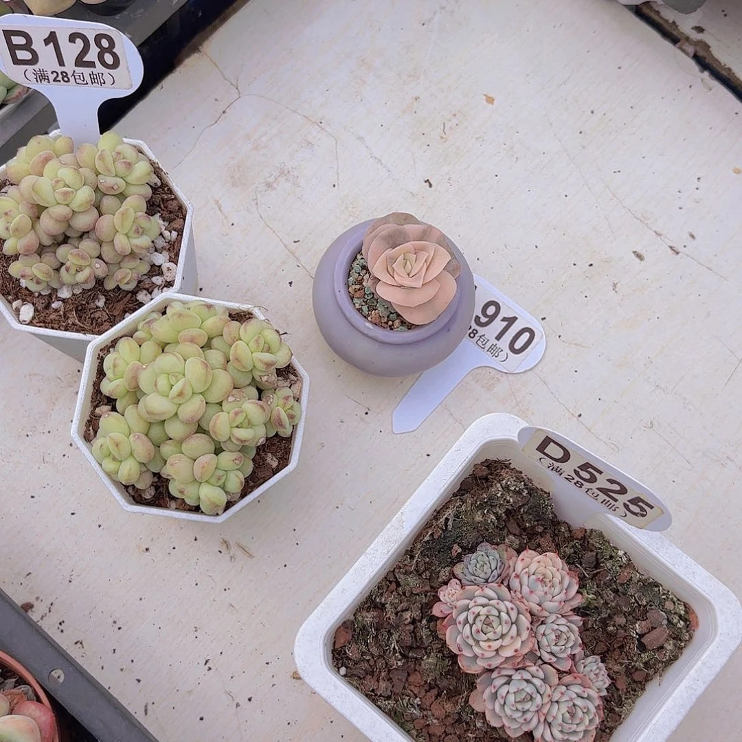 漠****」A910可爱玫瑰锦一物一拍