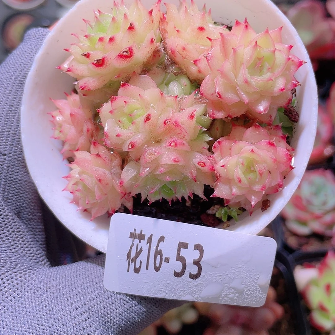 花利美16-53麦秆群