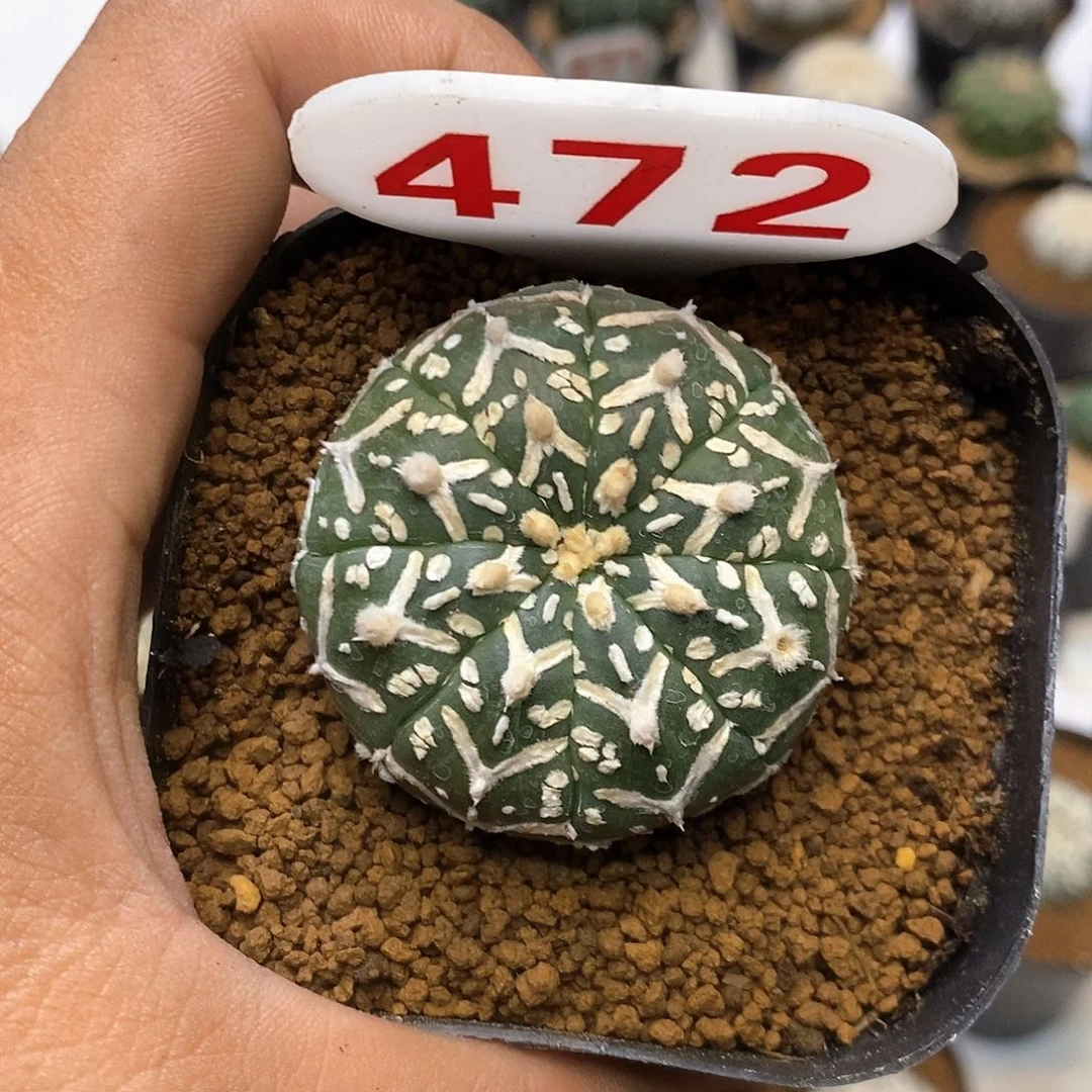 472福利特价来了啊