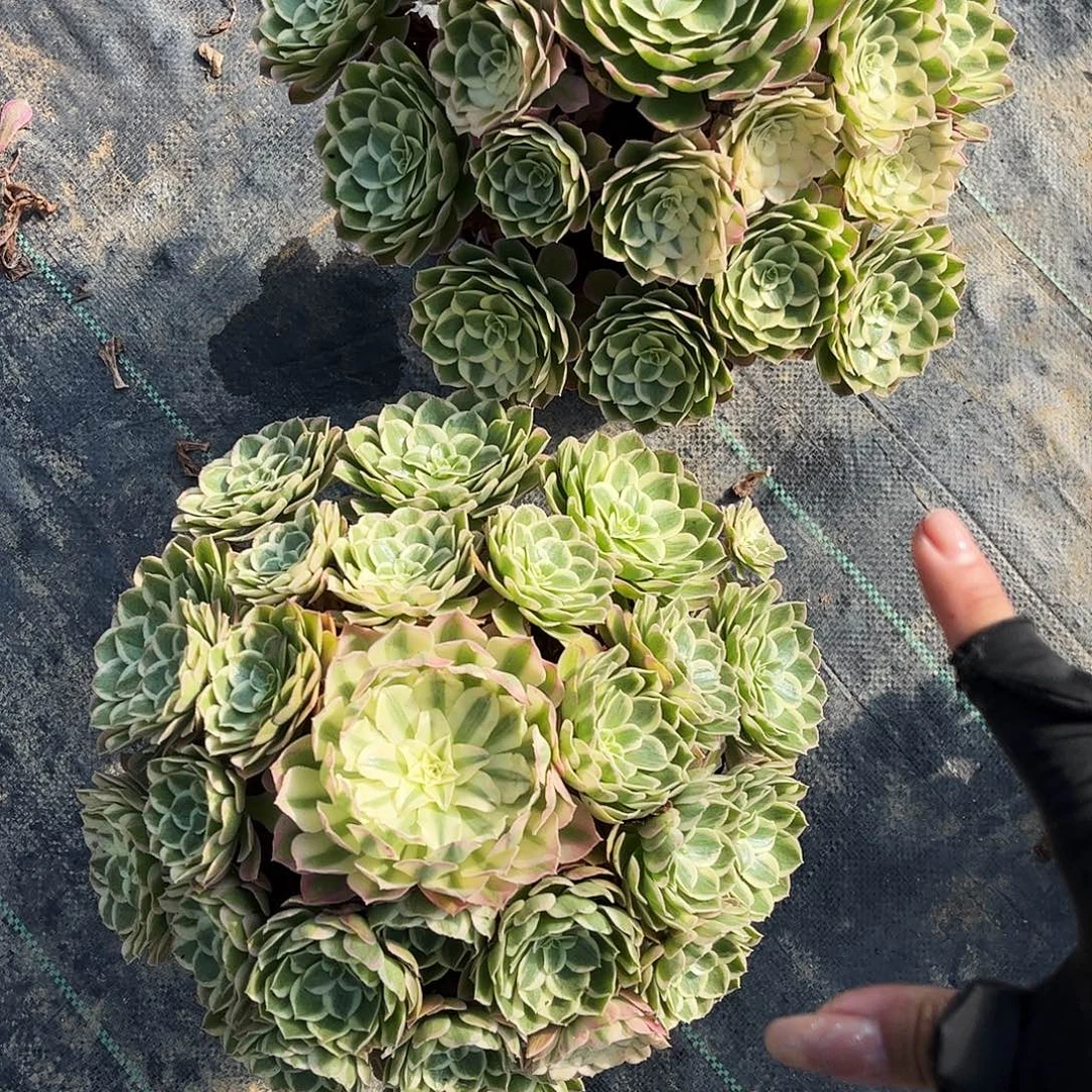 鑫***妈8585孔雀羚个哈哈哈哈