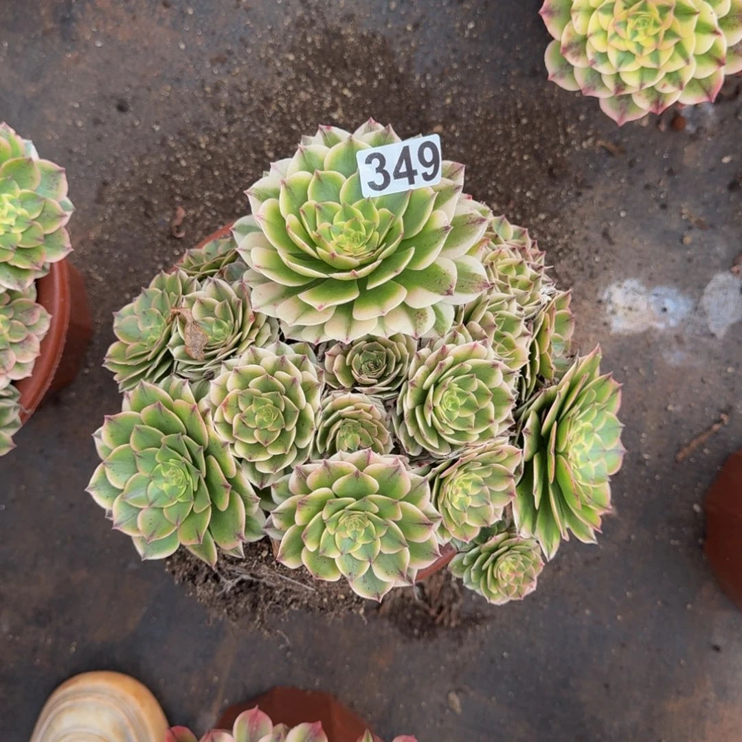 349多肉植物伊丽莎白