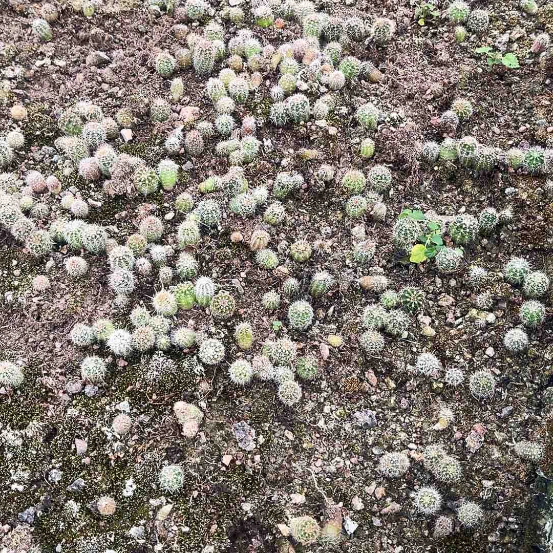 彩草小苗20米22棵1-1.5公分左右