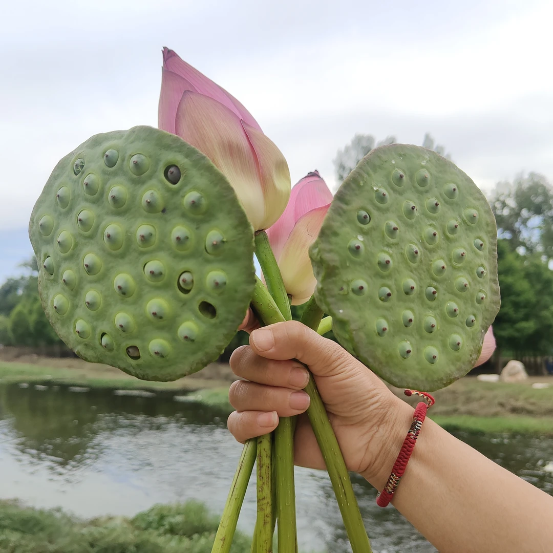 顺丰包邮本地野生莲蓬新鲜莲蓬水嫩清甜水果莲蓬带壳发货2斤装