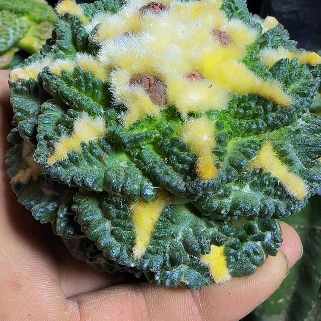 1*志贺，238仙人球开花