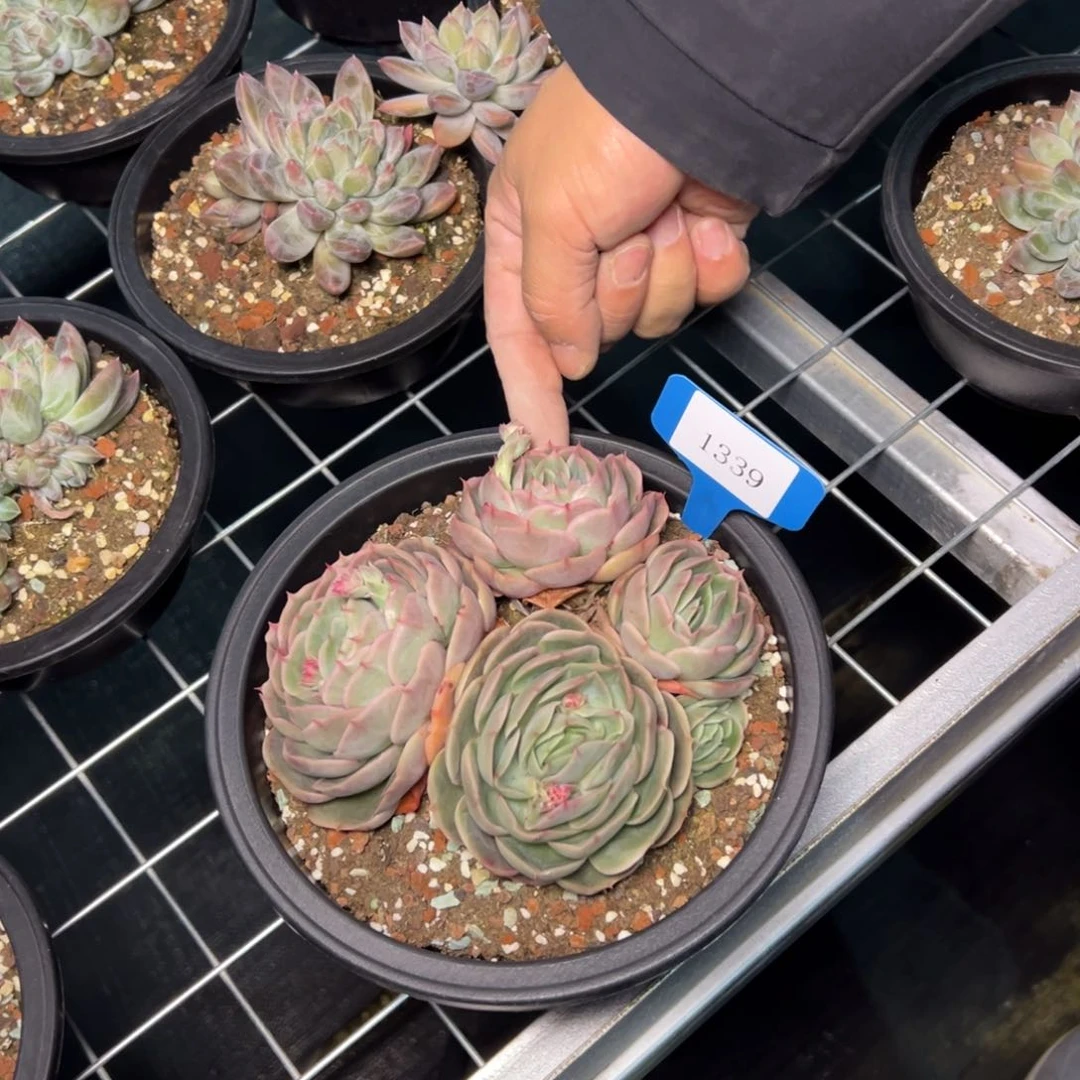 岁**s1339肉多哦哟多么多么多哦