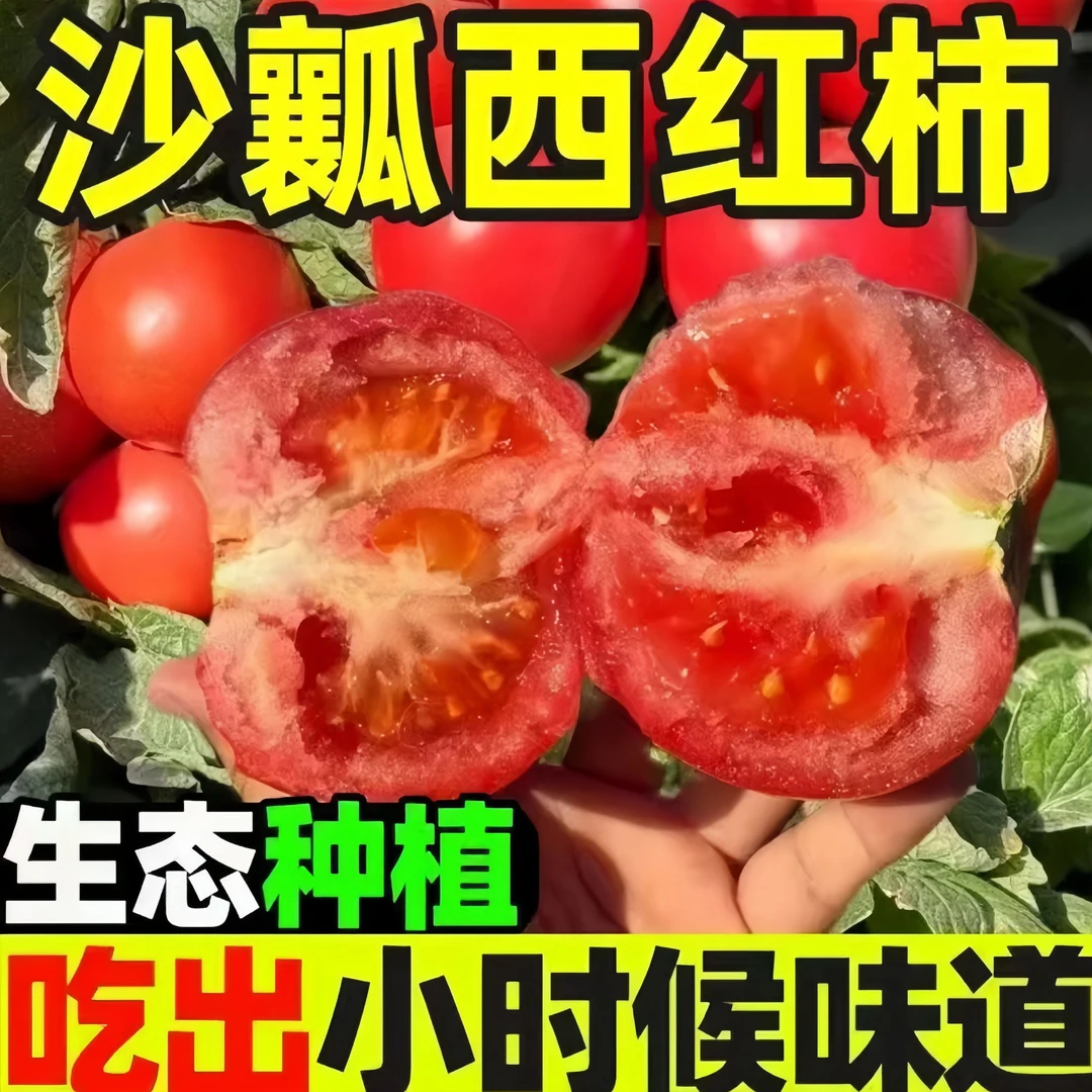 云南自熟沙瓤西红柿老品种番茄精选大果高山露天种植新鲜