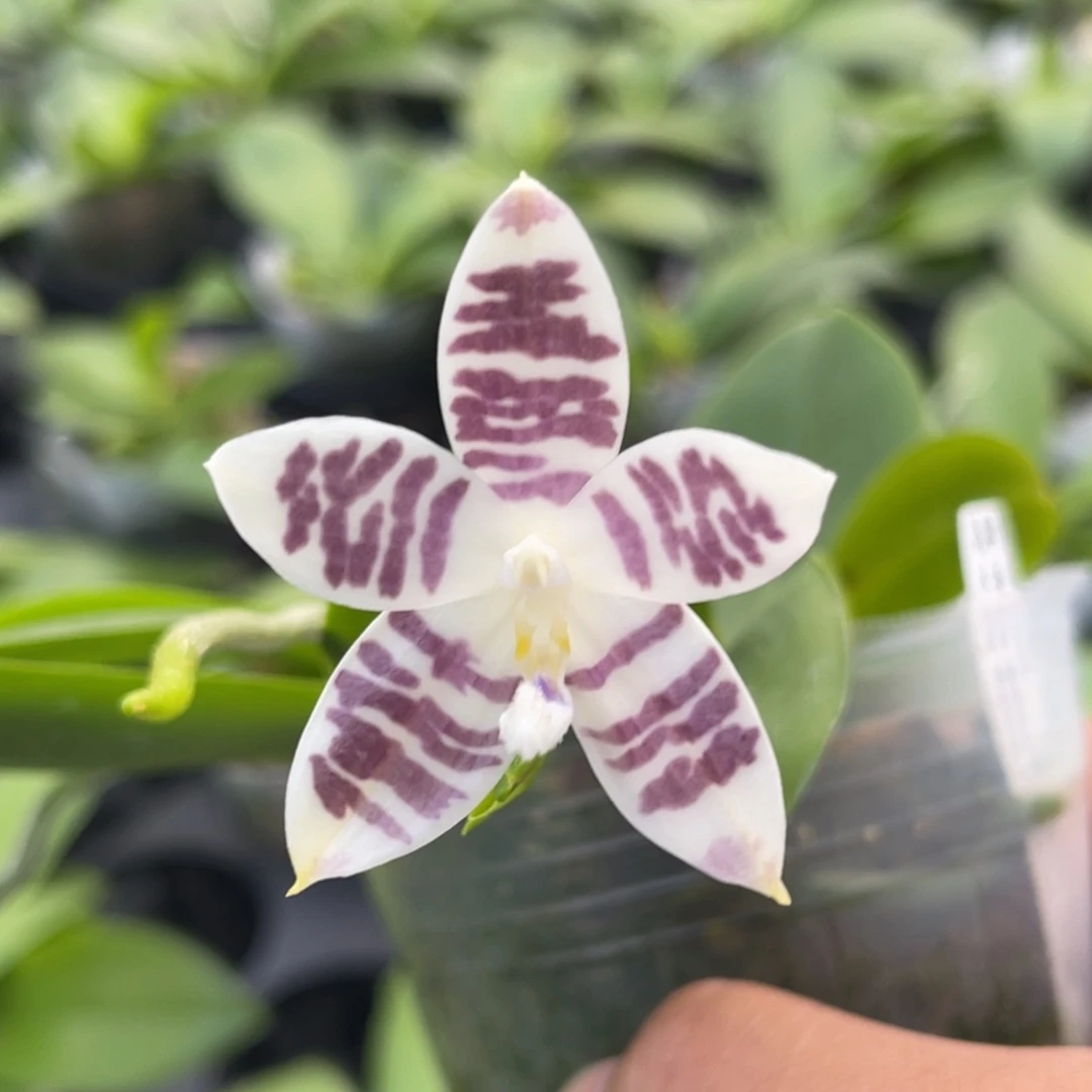 完全开放863 2.8寸JG2373 一物一拍