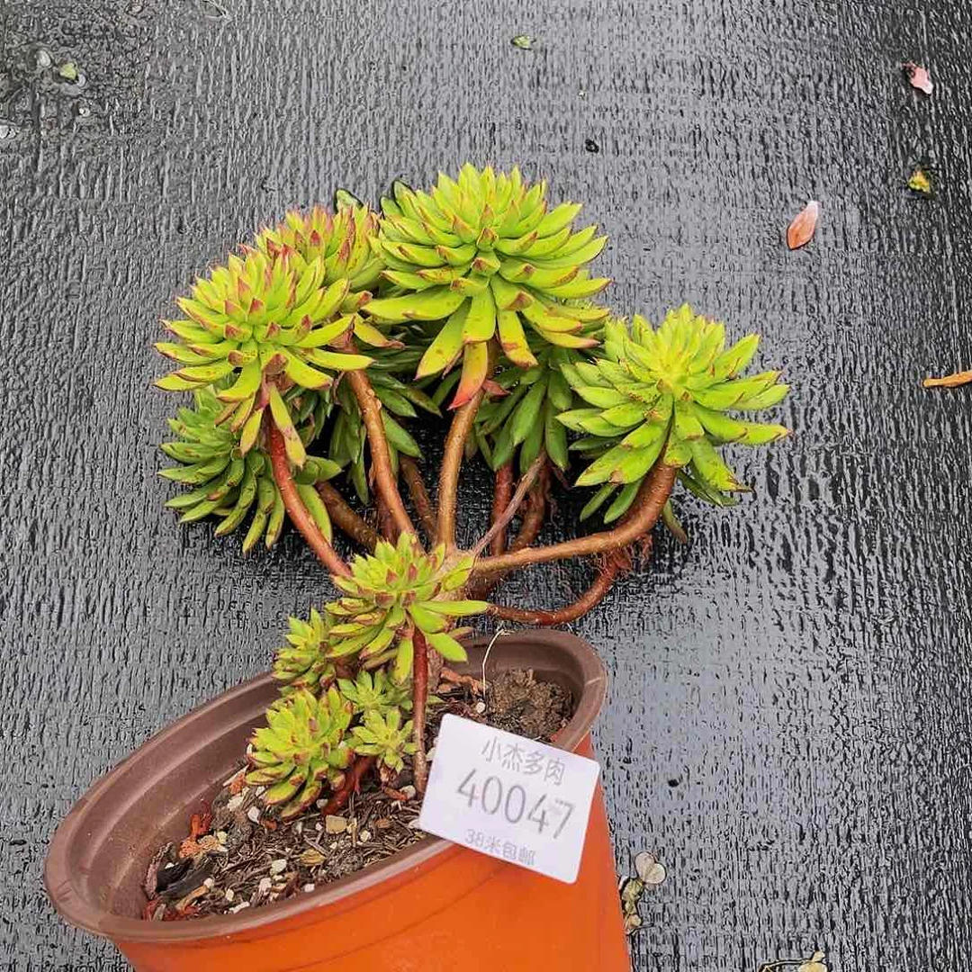 简**`洪料殿40047