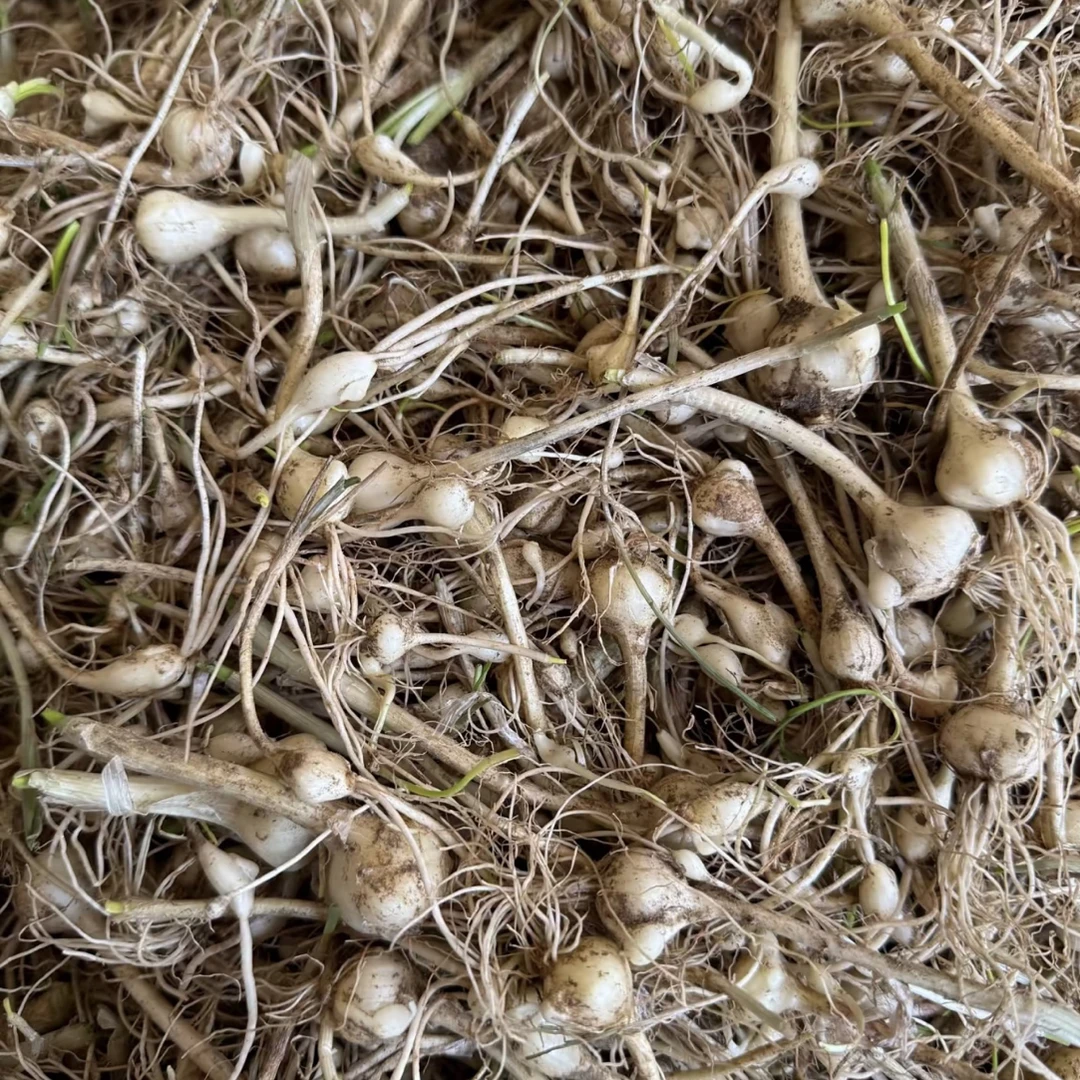 东北野生小根蒜 带土发货 大脑瓜 蘸酱菜 腌咸菜