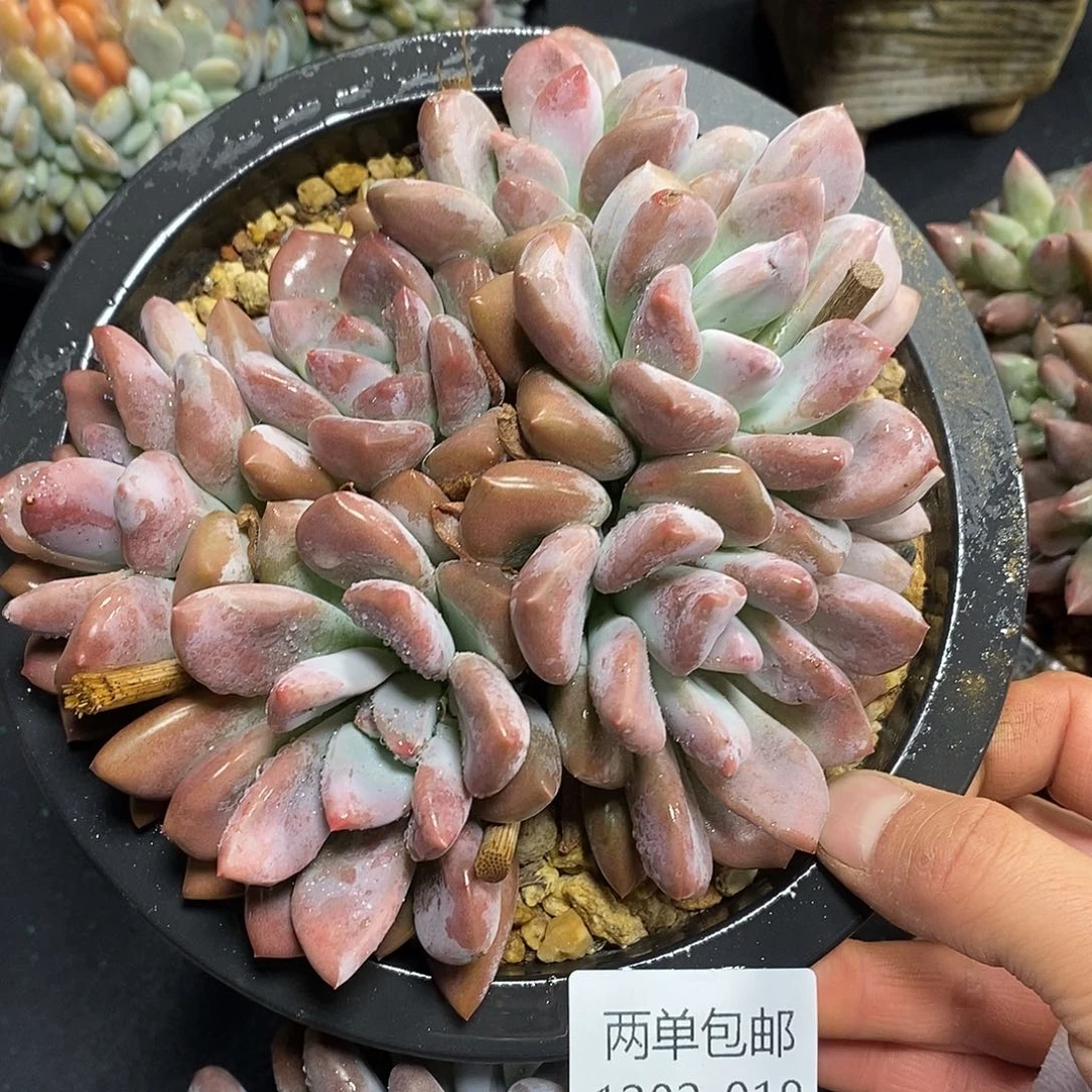 酸奶多肉 奥普018