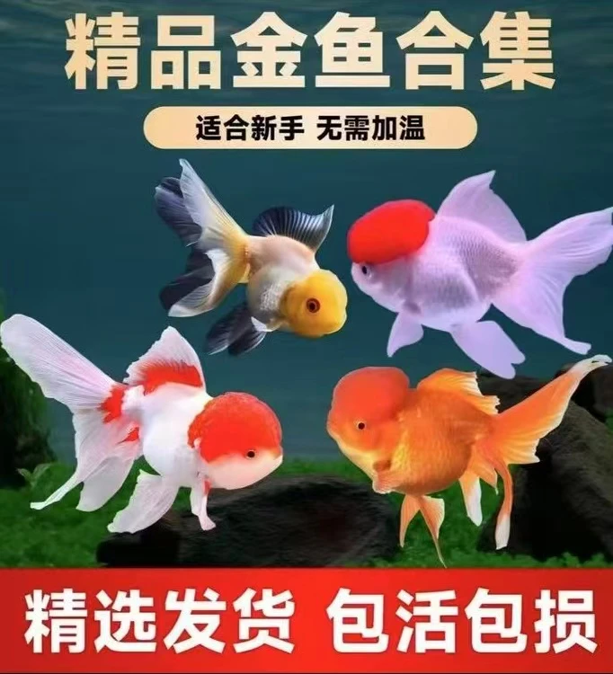精品金鱼观赏鱼好养耐活冷水淡水新手国狮龙睛泰狮玛丽耐寒耐热