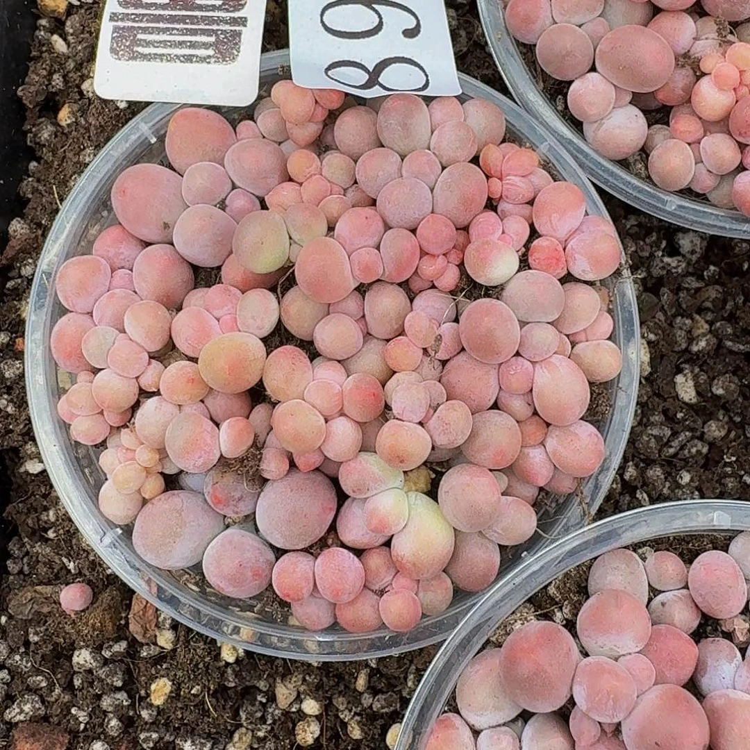 多肉植物多肉植物890量拍