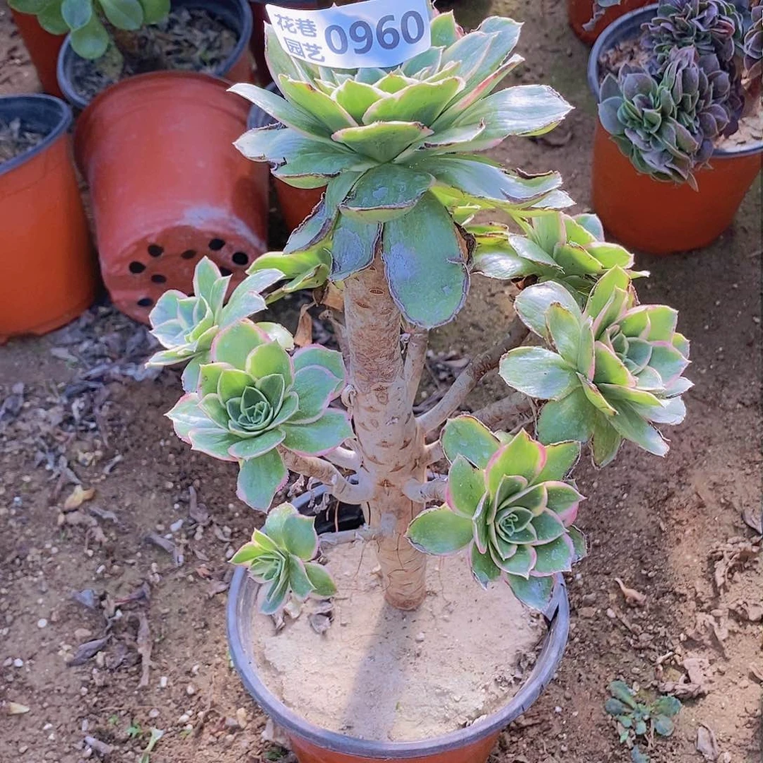 960 号一物一拍20包邮年后发货