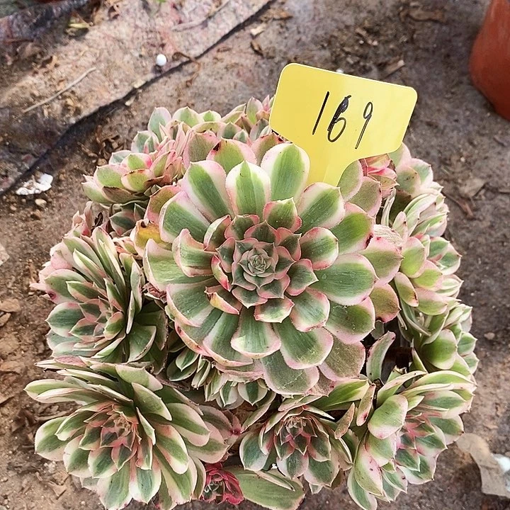 169 一颗浣纱法师多肉