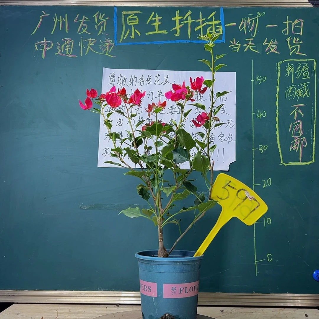 当前无花栽培后可以开花 福利 黑美人  597