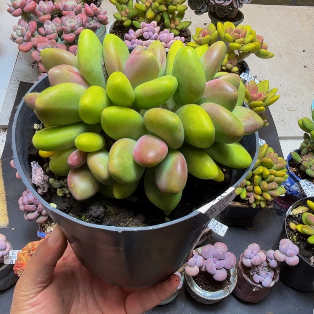 658芒果奶12cm多肉