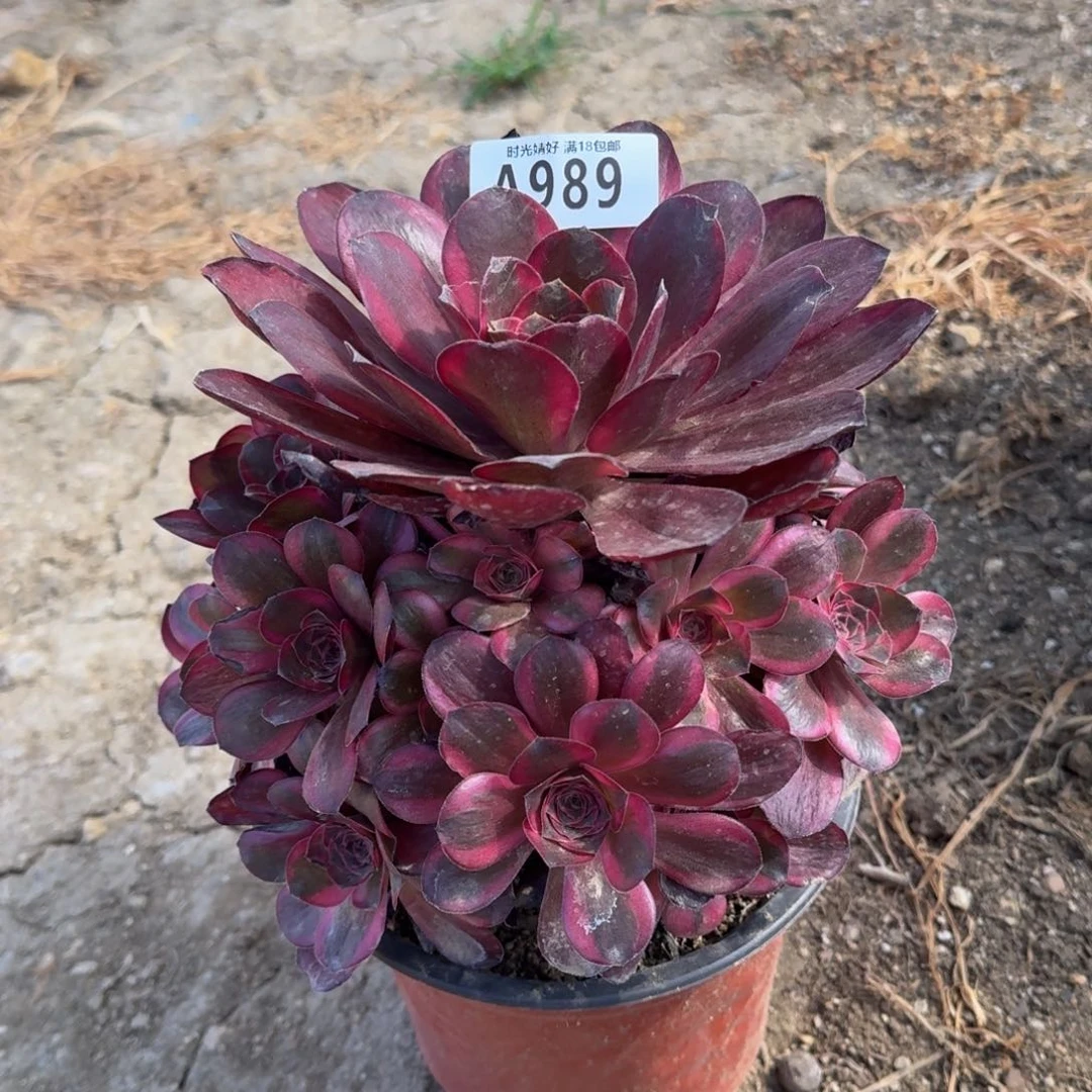 989魅金玫瑰锦多肉