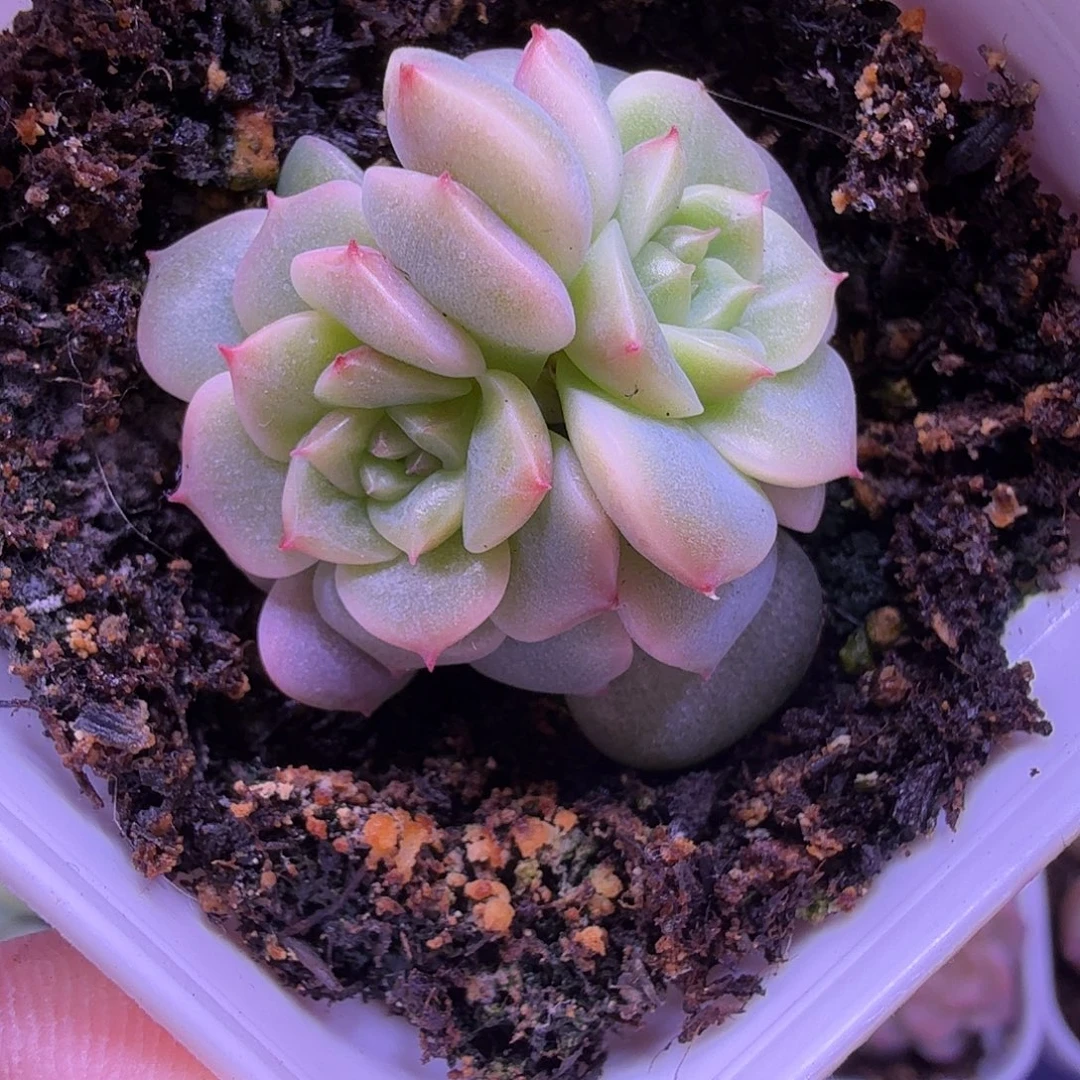 荔枝叶插苗一物一拍