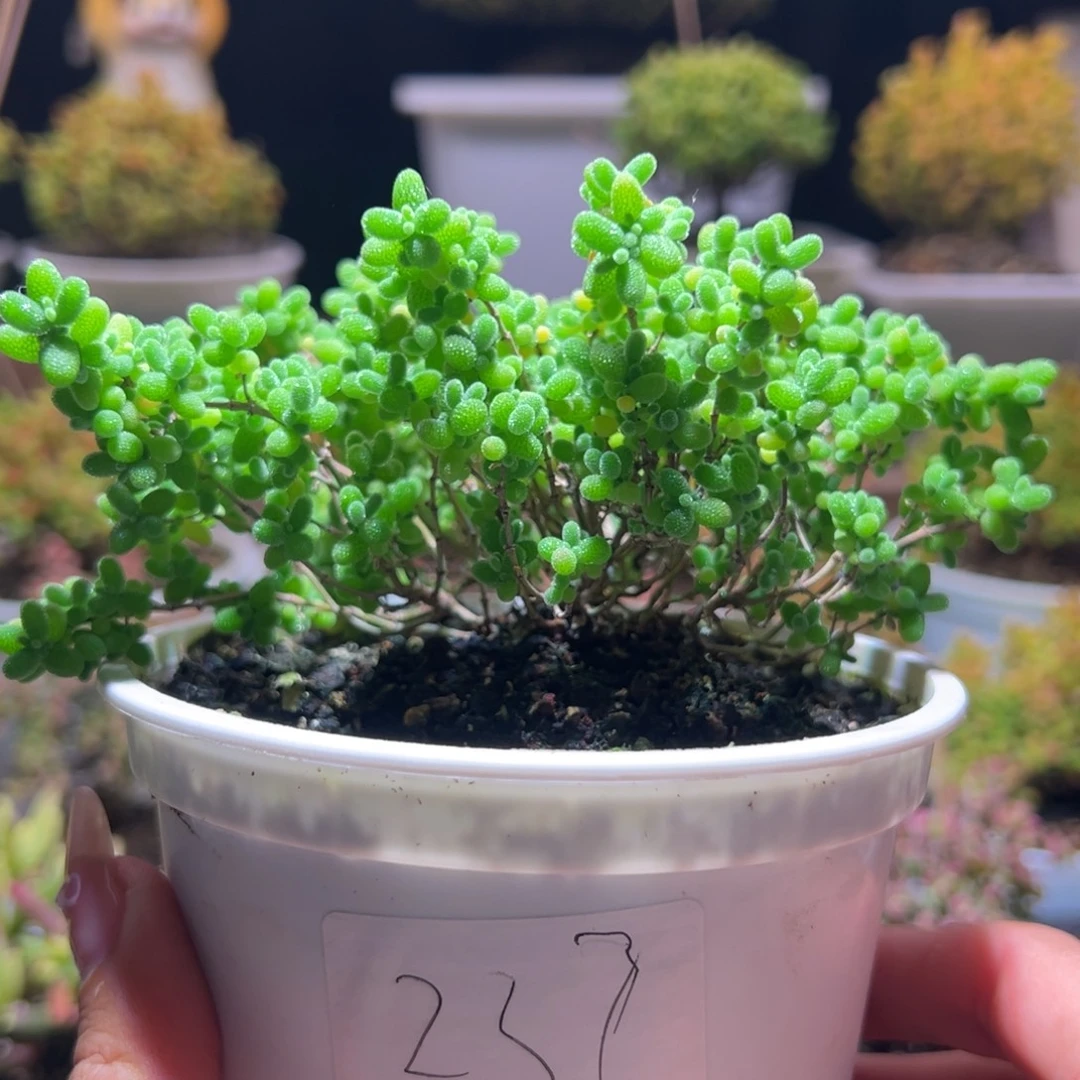 237金桔一物一拍带盆土发货