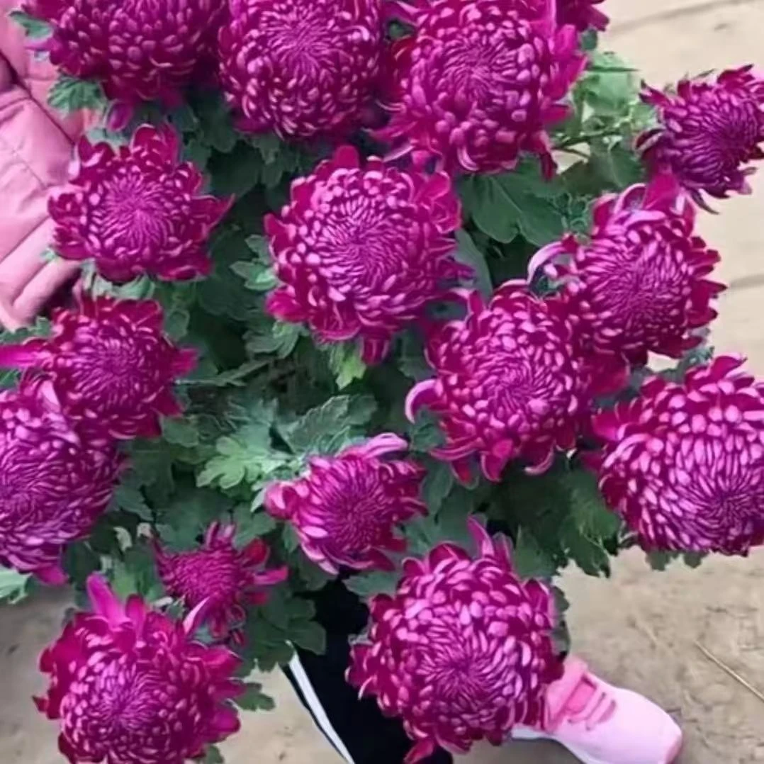 重瓣国华系列大花菊花盆栽带花苞四季开花多年生好养耐热耐寒花卉