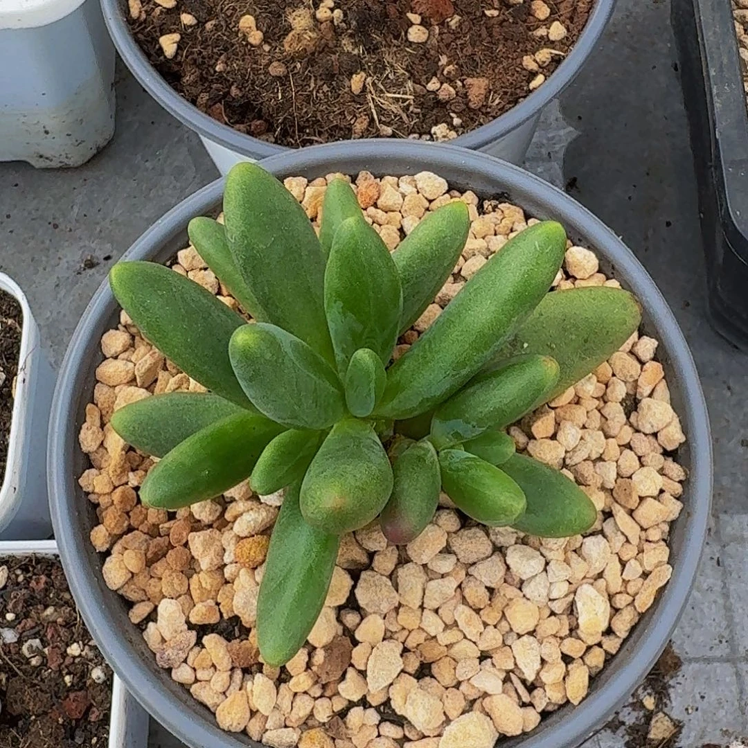 绿体烟花 4头  一物一拍