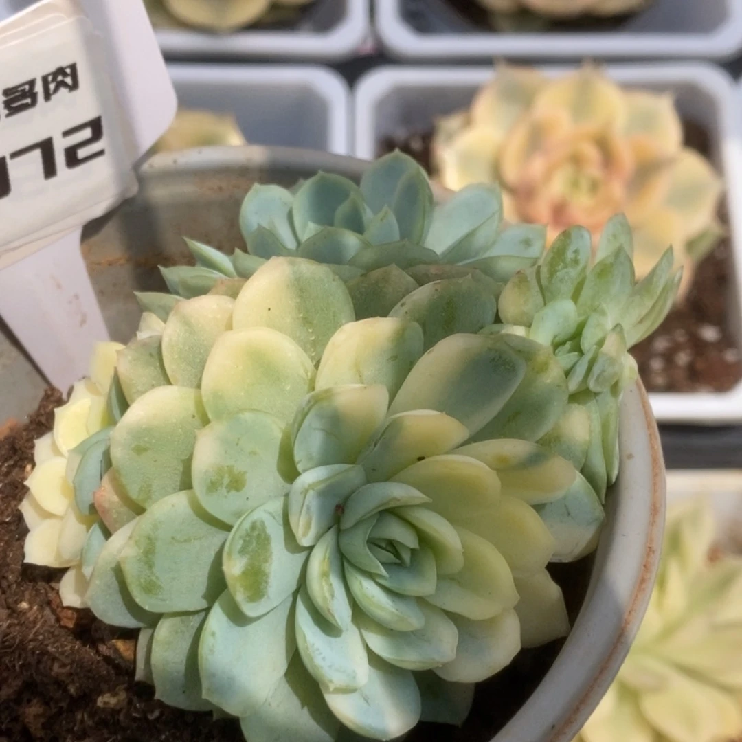 072草莓冰锦锦锦锦锦锦