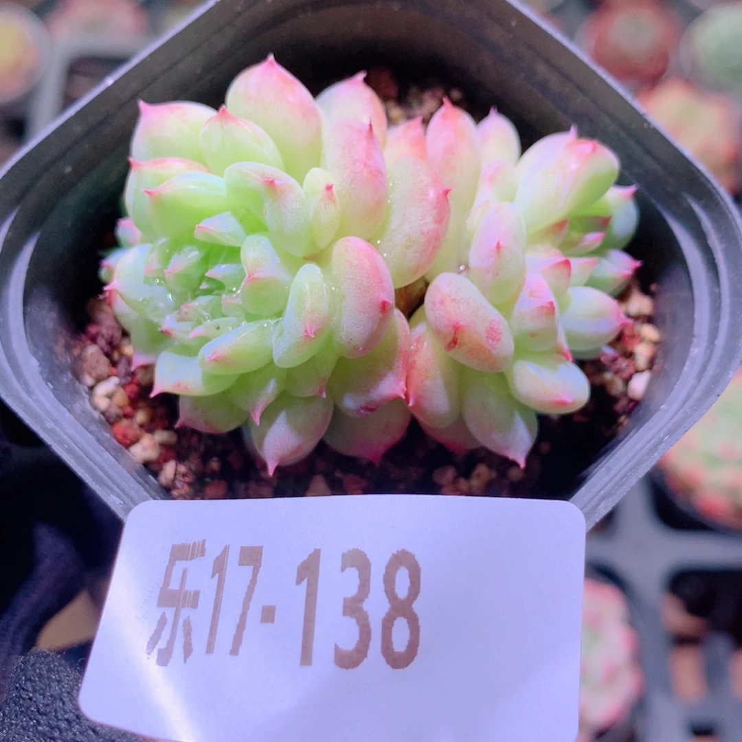 乐然17-138 新品双头