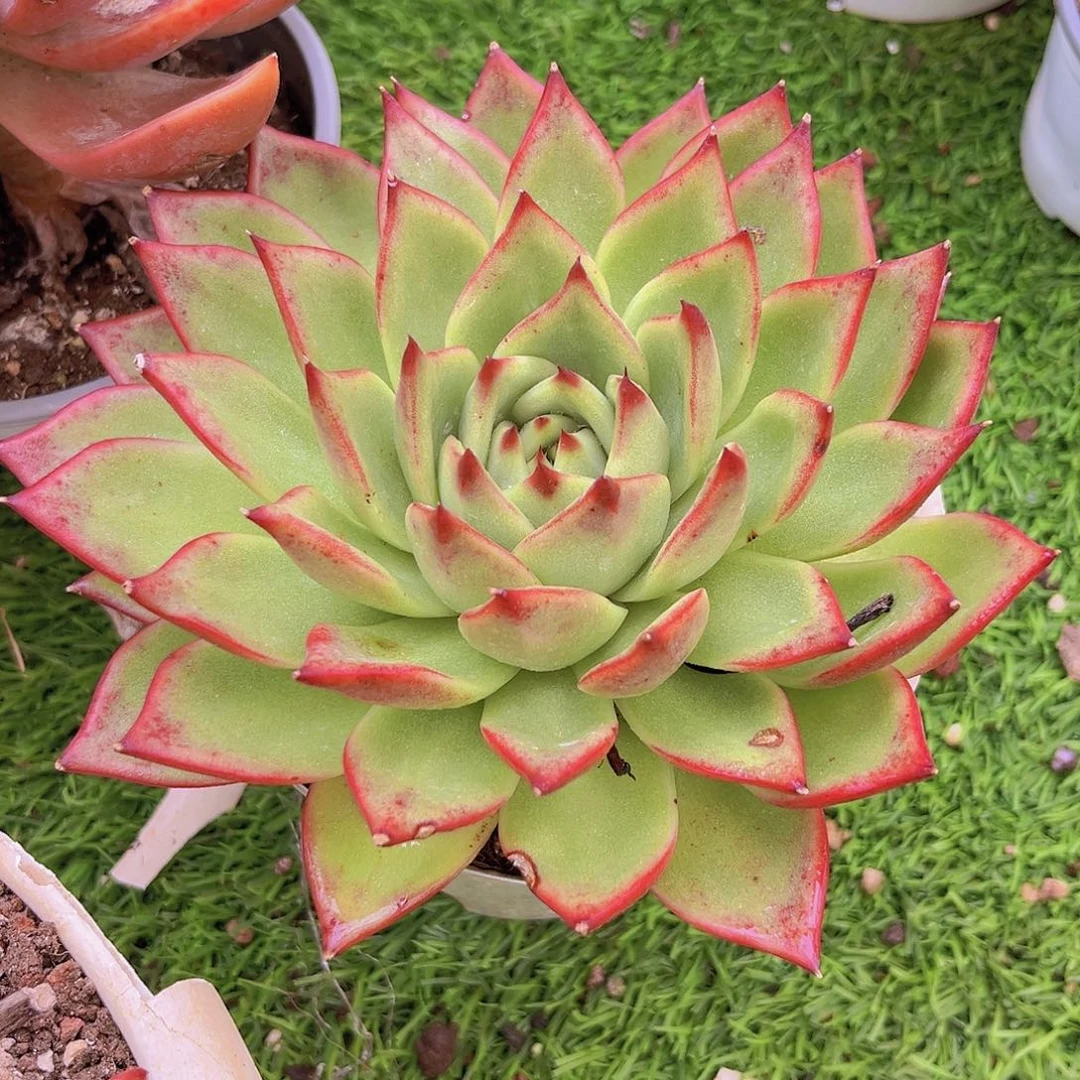 16号78年888888888887778