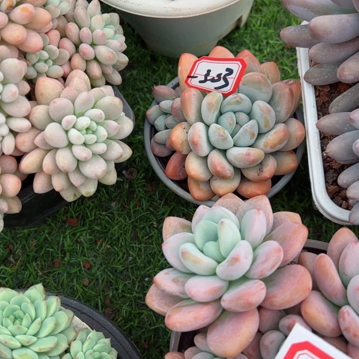 完全开放303香水平平安安健健康康