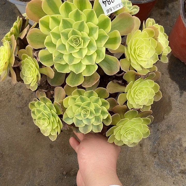 384雨荷多肉植物法师