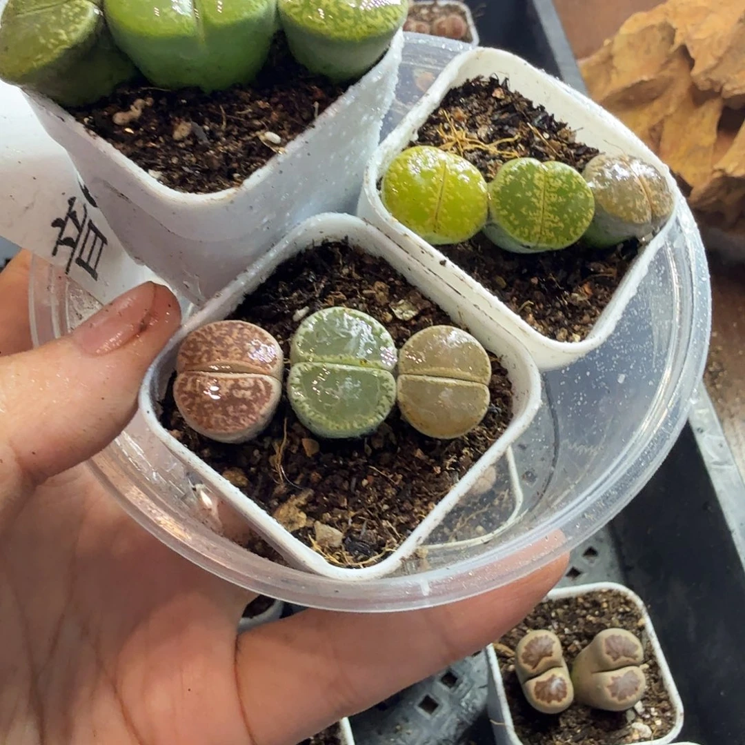 雷***俊多肉葡萄的季节来674